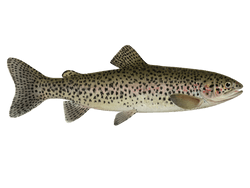 steelhead trout