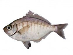 walleye surfperch