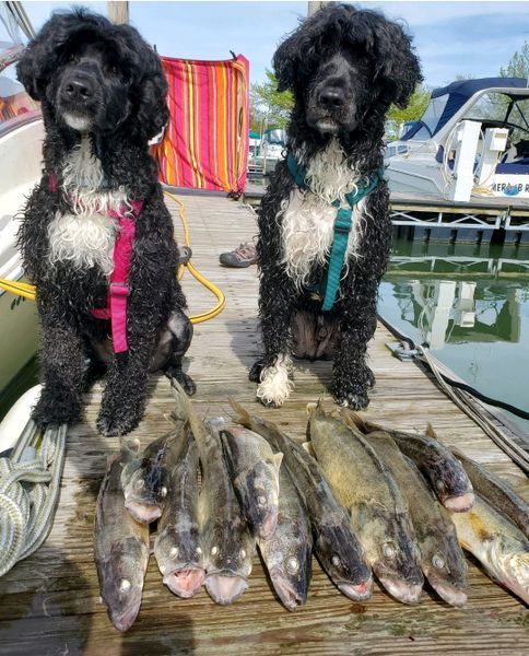 Lake Erie Walleye Fishing Charters - Holiday